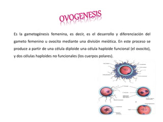 Es la gametogénesis femenina, es decir, es el desarrollo y diferenciación del
gameto femenino u ovocito mediante una división meiótica. En este proceso se
produce a partir de una célula diploide una célula haploide funcional (el ovocito),
y dos células haploides no funcionales (los cuerpos polares).
 