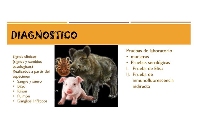 19 familia asfarviridae