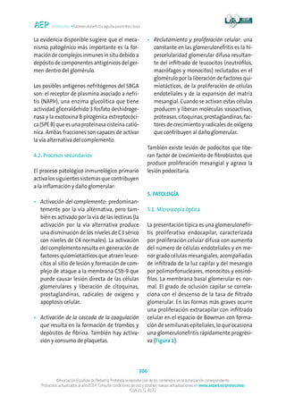 Protocolos • Glomerulonefritis aguda postinfecciosa
306
©Asociación Española de Pediatría. Prohibida la reproducción de los contenidos sin la autorización correspondiente.
Protocolos actualizados al año 2014. Consulte condiciones de uso y posibles nuevas actualizaciones en www.aeped.es/protocolos/
ISSN 2171-8172
La evidencia disponible sugiere que el meca-
nismo patogénico más importante es la for-
mación de complejos inmunes in situ debido a
depósito de componentes antigénicos del ger-
men dentro del glomérulo.
Los posibles antígenos nefritógenos del SBGA
son: el receptor de plasmina asociado a nefri-
tis (NAPIr), una enzima glucolítica que tiene
actividad gliceraldehido 3 fosfato deshidroge-
nasa y la exotoxina B pirogénica estreptocóci-
ca (SPE B) que es una proteinasa cisteína catió-
nica. Ambas fracciones son capaces de activar
la vía alternativa del complemento.
4.2. Procesos secundarios
El proceso patológico inmunológico primario
activa los siguientes sistemas que contribuyen
a la inflamación y daño glomerular:
•	Activación del complemento: predominan-
temente por la vía alternativa, pero tam-
bién es activado por la vía de las lectinas (la
activación por la vía alternativa produce
una disminución de los niveles de C3 sérico
con niveles de C4 normales). La activación
del complemento resulta en generación de
factores quiomiotácticos que atraen leuco-
citos al sitio de lesión y formación de com-
plejo de ataque a la membrana C5b-9 que
puede causar lesión directa de las células
glomerulares y liberación de citoquinas,
prostaglandinas, radicales de oxígeno y
apoptosis celular.
•	Activación de la cascada de la coagulación
que resulta en la formación de trombos y
depósitos de fibrina. También hay activa-
ción y consumo de plaquetas.
•	Reclutamiento y proliferación celular: una
constante en las glomerulonefritis es la hi-
percelularidad glomerular difusa resultan-
te del infiltrado de leucocitos (neutrófilos,
macrófagos y monocitos) reclutados en el
glomérulo por la liberación de factores qui-
miotácticos, de la proliferación de células
endoteliales y de la expansión del matriz
mesangial. Cuando se activan estas células
producen y liberan moléculas vasoactivas,
proteasas, citoquinas, prostaglandinas, fac-
tores de crecimiento y radicales de oxígeno
que contribuyen al daño glomerular.
También existe lesión de podocitos que libe-
ran factor de crecimiento de fibroblastos que
produce proliferación mesangial y agrava la
lesión podocitaria.
5. PATOLOGÍA
5.1. Microscopia óptica
La presentación típica es una glomerulonefri-
tis proliferativa endocapilar, caracterizada
por proliferación celular difusa con aumento
del número de células endoteliales y en me-
nor grado células mesangiales, acompañadas
de infiltrado de la luz capilar y del mesangio
por polimorfonucleares, monocitos y eosinó-
filos. La membrana basal glomerular es nor-
mal. El grado de oclusión capilar se correla-
ciona con el descenso de la tasa de filtrado
glomerular. En las formas más graves ocurre
una proliferación extracapilar con infiltrado
celular en el espacio de Bowman con forma-
ción de semilunas epiteliales, lo que ocasiona
una glomerulonefritis rápidamente progresi-
va (Figura 1).
 
