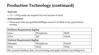 Seed rate
• 1.5 – 1.8 kg seeds are required for one hectare of land.
Seed treatment
• Treat seed with Azospirillum@200gm mixed it in 50ml of rice gruel before
sowing.
Production Technology (continued)
Fertilizer Requirement (kg/ha)
Urea Phosphates MOP
172.9 247 130.91
Nutrient Requirement (kg/ha)
Nitrogen Phosphorus Potash
79.04 39.52 79.04
For accurate fertilizer dose, do soil testing and apply fertilizer according to it.
 