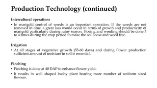 Intercultural operations
• In marigold control of weeds is an important operation. If the weeds are not
removed in time, a great loss would occur in terms of growth and productivity of
marigold particularly during rainy season. Hoeing and weeding should be done 3
to 4 times during the crop period to make the soil loose and weed free.
Irrigation
• At all stages of vegetative growth (55-60 days) and during flower production
sufficient amount of moisture in soil is essential.
Pinching
• Pinching is done at 40 DAP to enhance flower yield.
• It results in well shaped bushy plant bearing more number of uniform sized
flowers.
Production Technology (continued)
 
