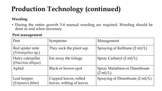Weeding
• During the entire growth 3-4 manual weeding are required. Weeding should be
done as and when necessary.
Pest management
Production Technology (continued)
Pest Symptoms Management
Red spider mite
(Tetranychus sp.)
They suck the plant sap Spraying of Kelthane (2 ml/L)
Hairy caterpillar
(Diacrisia oblique)
Eat away the foliage Spray Carbaryl (2 ml/L)
Aphid Black or brown spot Spray Malathion or Dimethoate
(2 ml/L)
Leaf hopper
(Empoasca fabae)
Cupped leaves, rolled
leaves, wilting of leaves
Spraying of Dimethoate (2 ml/L)
 