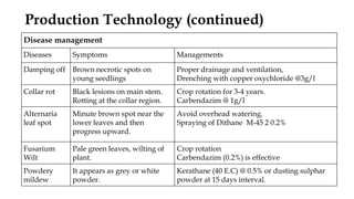 Production Technology (continued)
Disease management
Diseases Symptoms Managements
Damping off Brown necrotic spots on
young seedlings
Proper drainage and ventilation,
Drenching with copper oxychloride @3g/l
Collar rot Black lesions on main stem.
Rotting at the collar region.
Crop rotation for 3-4 years.
Carbendazim @ 1g/l
Alternaria
leaf spot
Minute brown spot near the
lower leaves and then
progress upward.
Avoid overhead watering.
Spraying of Dithane M-45 2 0.2%
Fusarium
Wilt
Pale green leaves, wilting of
plant.
Crop rotation
Carbendazim (0.2%) is effective
Powdery
mildew
It appears as grey or white
powder.
Kerathane (40 E.C) @ 0.5% or dusting sulphar
powder at 15 days interval.
 