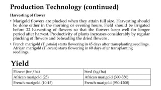Harvesting of flower
• Marigold flowers are plucked when they attain full size. Harvesting should
be done either in the morning or evening hours. Field should be irrigated
before 22 harvesting of flowers so that the flowers keep well for longer
period after harvest. Productivity of plants increases considerably by regular
plucking of flowers and beheading the dried flowers .
• French marigold (T. patula) starts flowering in 45 days after transplanting seedlings.
African marigold (T. erecta) starts flowering in 60 days after transplanting
seedlings.
Production Technology (continued)
Flower (ton/ha) Seed (kg/ha)
African marigold (25) African marigold (300-350)
French marigold (10-15) French marigold (950-1200)
Yield
 