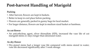 Post-harvest Handling of Marigold
Packing
• After harvest, flowers are kept in baskets.
• Better to keep in cool place before packing.
• Flowers are generally packed in gunny bags for local market.
• For larger distance, flowers are kept in medium sized basket or bamboos.
As cut flower
• An anti-ethylene agent, silver thiosulfate (STS), increased the vase life of cut
marigold stems 2.1 days longer than deionized water.
As dry flower
• Dry-stored stems had a longer vase life compared with stems stored in water;
vase life decreased significantly after 1 week storage.
 