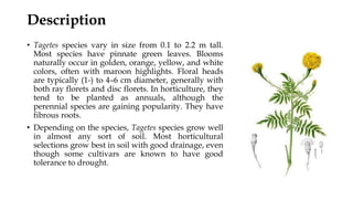 Description
• Tagetes species vary in size from 0.1 to 2.2 m tall.
Most species have pinnate green leaves. Blooms
naturally occur in golden, orange, yellow, and white
colors, often with maroon highlights. Floral heads
are typically (1-) to 4–6 cm diameter, generally with
both ray florets and disc florets. In horticulture, they
tend to be planted as annuals, although the
perennial species are gaining popularity. They have
fibrous roots.
• Depending on the species, Tagetes species grow well
in almost any sort of soil. Most horticultural
selections grow best in soil with good drainage, even
though some cultivars are known to have good
tolerance to drought.
 