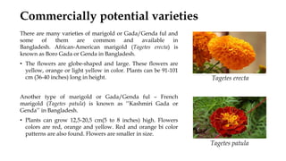 Commercially potential varieties
There are many varieties of marigold or Gada/Genda ful and
some of them are common and available in
Bangladesh. African-American marigold (Tagetes erecta) is
known as Boro Gada or Genda in Bangladesh.
• The flowers are globe-shaped and large. These flowers are
yellow, orange or light yellow in color. Plants can be 91-101
cm (36-40 inches) long in height.
Another type of marigold or Gada/Genda ful – French
marigold (Tagetes patula) is known as ‘’Kashmiri Gada or
Genda’’ in Bangladesh.
• Plants can grow 12,5-20,5 cm(5 to 8 inches) high. Flowers
colors are red, orange and yellow. Red and orange bi color
patterns are also found. Flowers are smaller in size.
Tagetes erecta
Tagetes patula
 