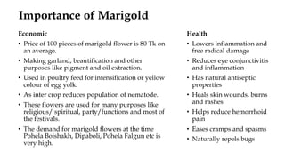 Importance of Marigold
Economic
• Price of 100 pieces of marigold flower is 80 Tk on
an average.
• Making garland, beautification and other
purposes like pigment and oil extraction.
• Used in poultry feed for intensification or yellow
colour of egg yolk.
• As inter crop reduces population of nematode.
• These flowers are used for many purposes like
religious/ spiritual, party/functions and most of
the festivals.
• The demand for marigold flowers at the time
Pohela Boishakh, Dipaboli, Pohela Falgun etc is
very high.
Health
• Lowers inflammation and
free radical damage
• Reduces eye conjunctivitis
and inflammation
• Has natural antiseptic
properties
• Heals skin wounds, burns
and rashes
• Helps reduce hemorrhoid
pain
• Eases cramps and spasms
• Naturally repels bugs
 