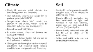 Climate
• Marigold requires mild climate for
luxuriant growth and flowering.
• The optimum temperature range for its
profuse growth is 18-20°C.
• Temperatures above 35°C restrict the
growth of the plants, which leads to
reduction in flower size and number.
• Rainfall around 100-150 cm.
• In severe winter, plants and flowers are
damaged by frost.
• This flower thrives best in hot and dry as
well as humid conditions.
• They grow under tropical and subtropical
conditions but required mild climatic
conditions for best growth and flowering.
Soil
• Marigold can be grown in a wide
range of soils, as it is adapted in
different soil types.
• French (Dwarf) marigolds are
best cultivated in light soil
whereas a rich well drained,
moist soils are best suited for
African (Tall) marigolds.
• Fertile Sandy loam soil with pH
6.5 to 7.5 is ideal for its
cultivation.
• Saline and acidic soils are not
suitable for cultivation.
 