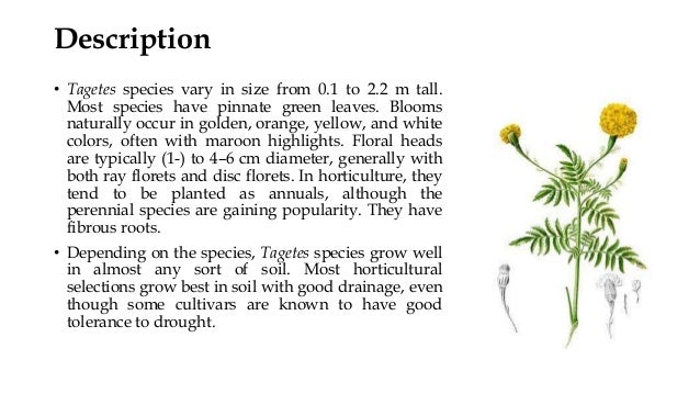 Marigold etes Spp By Fainur Rahman