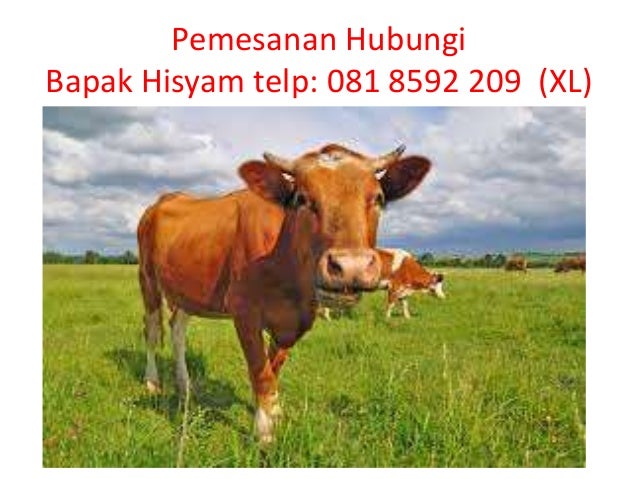 hub 081 8592 209 (xl), hewan sapi kurban limosin, hewan kurban sapi…