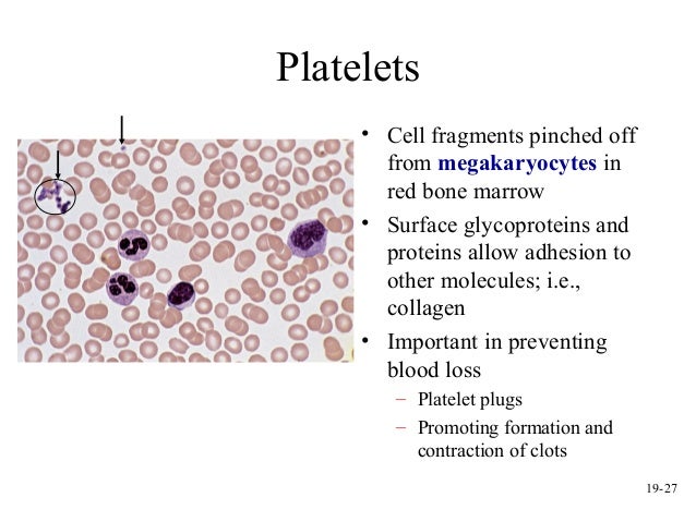 platelets are cell fragments. platelets are cell fragments.