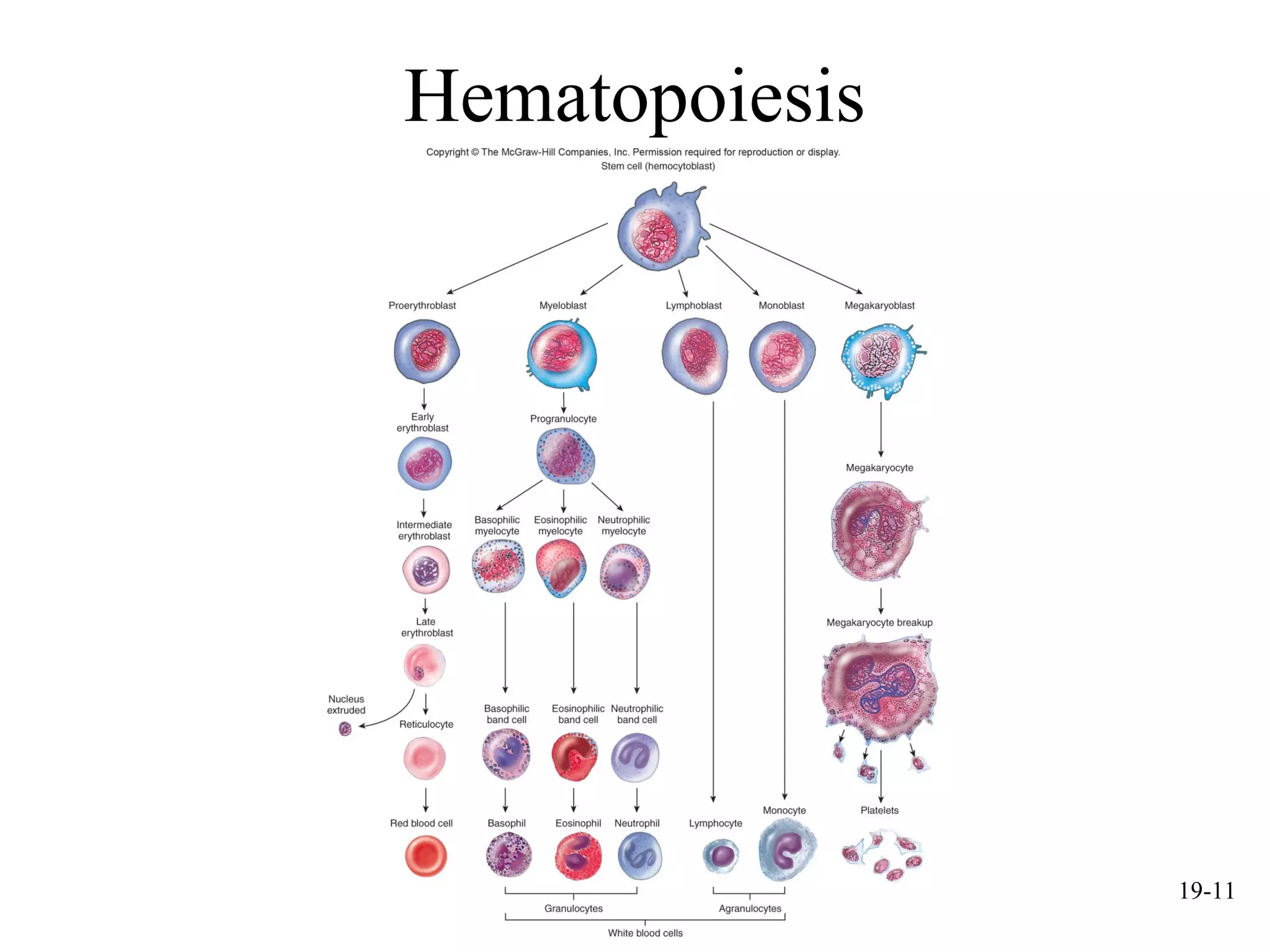mcgraw hill chapter 19 blood power point | PPT