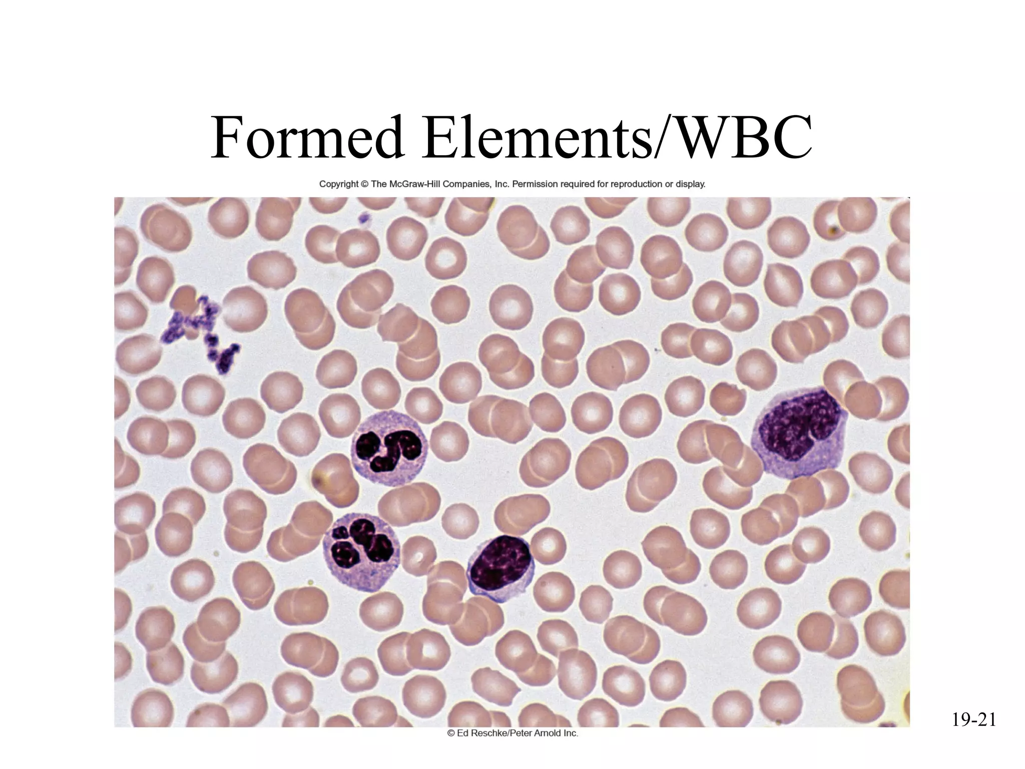 mcgraw hill chapter 19 blood power point | PPT