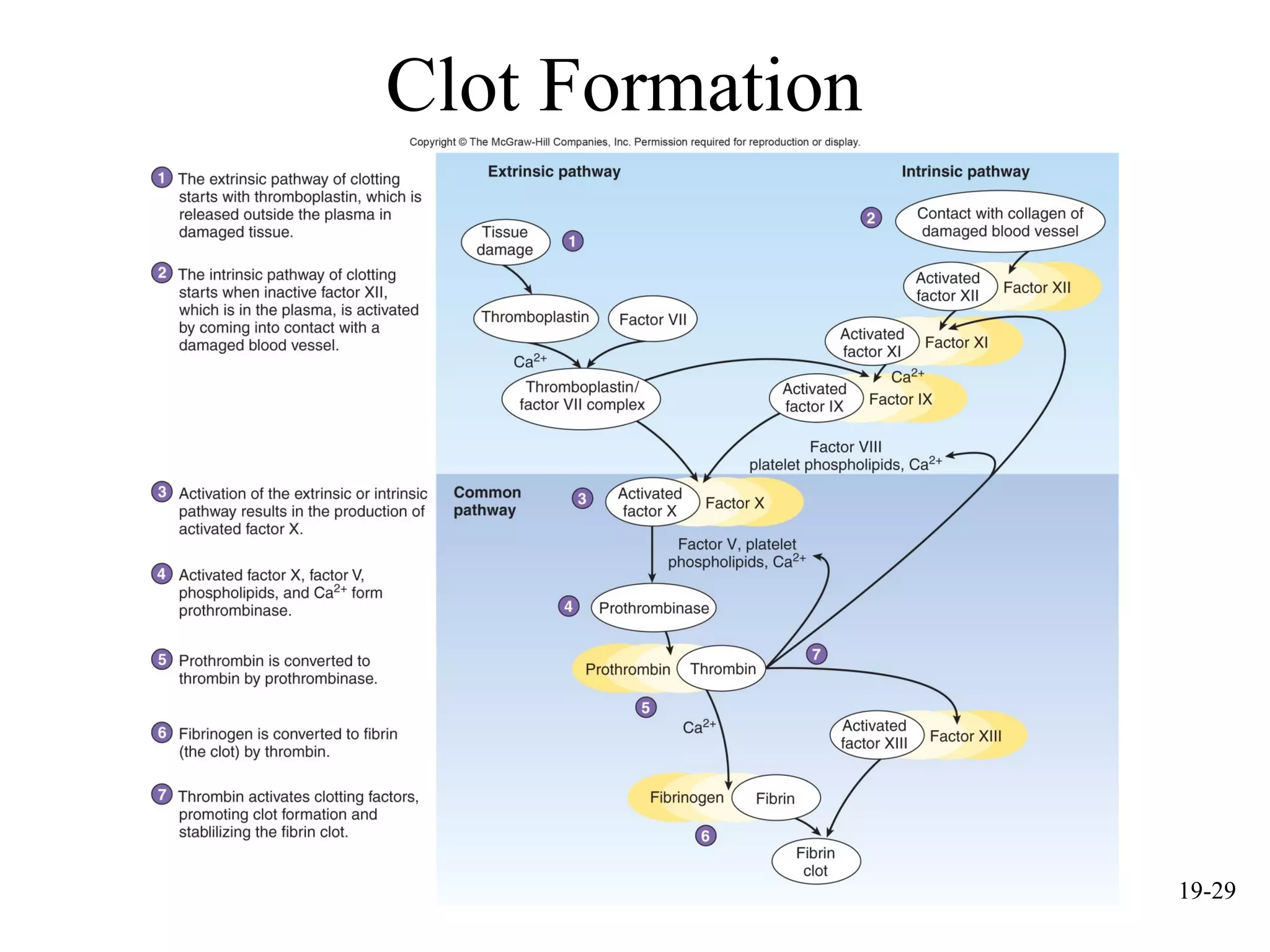 mcgraw hill chapter 19 blood power point | PPT