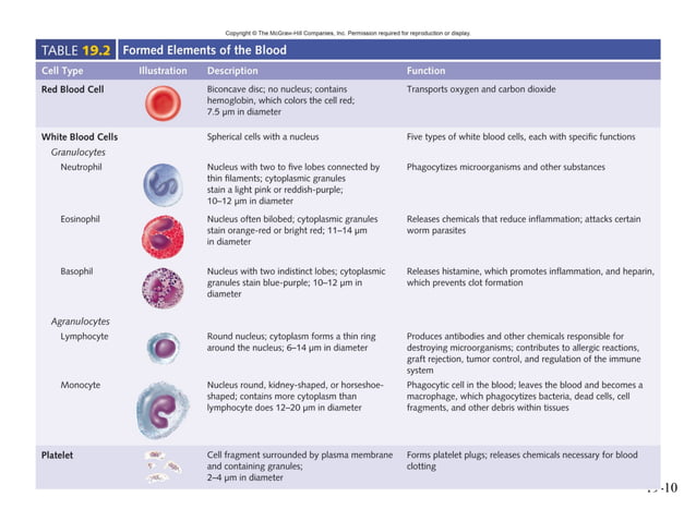 mcgraw hill chapter 19 blood power point | PPT