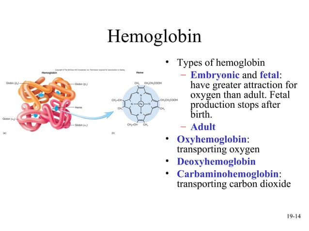 mcgraw hill chapter 19 blood power point | PPT