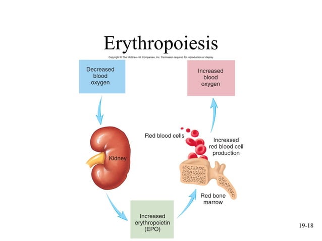 mcgraw hill chapter 19 blood power point | PPT