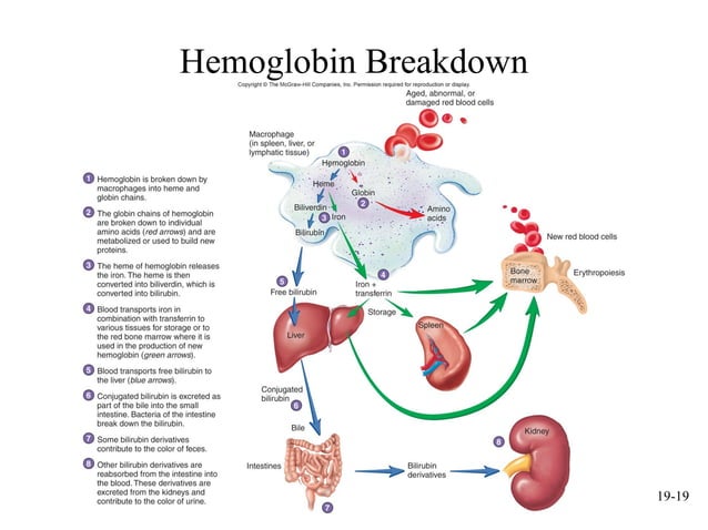 mcgraw hill chapter 19 blood power point | PPT