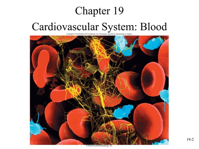mcgraw hill chapter 19 blood power point | PPT