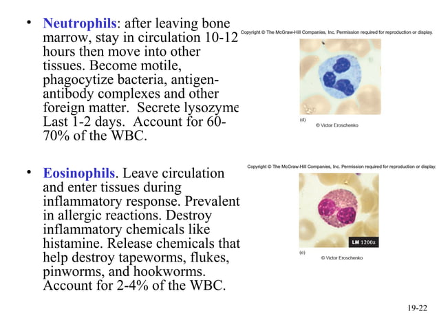 mcgraw hill chapter 19 blood power point | PPT