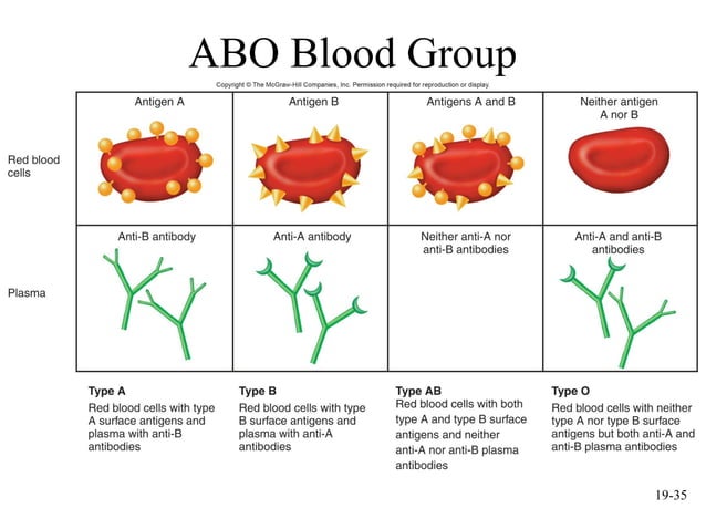 mcgraw hill chapter 19 blood power point | PPT