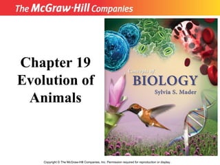 Copyright  ©  The McGraw-Hill Companies, Inc. Permission required for reproduction or display. Chapter 19 Evolution of Animals 