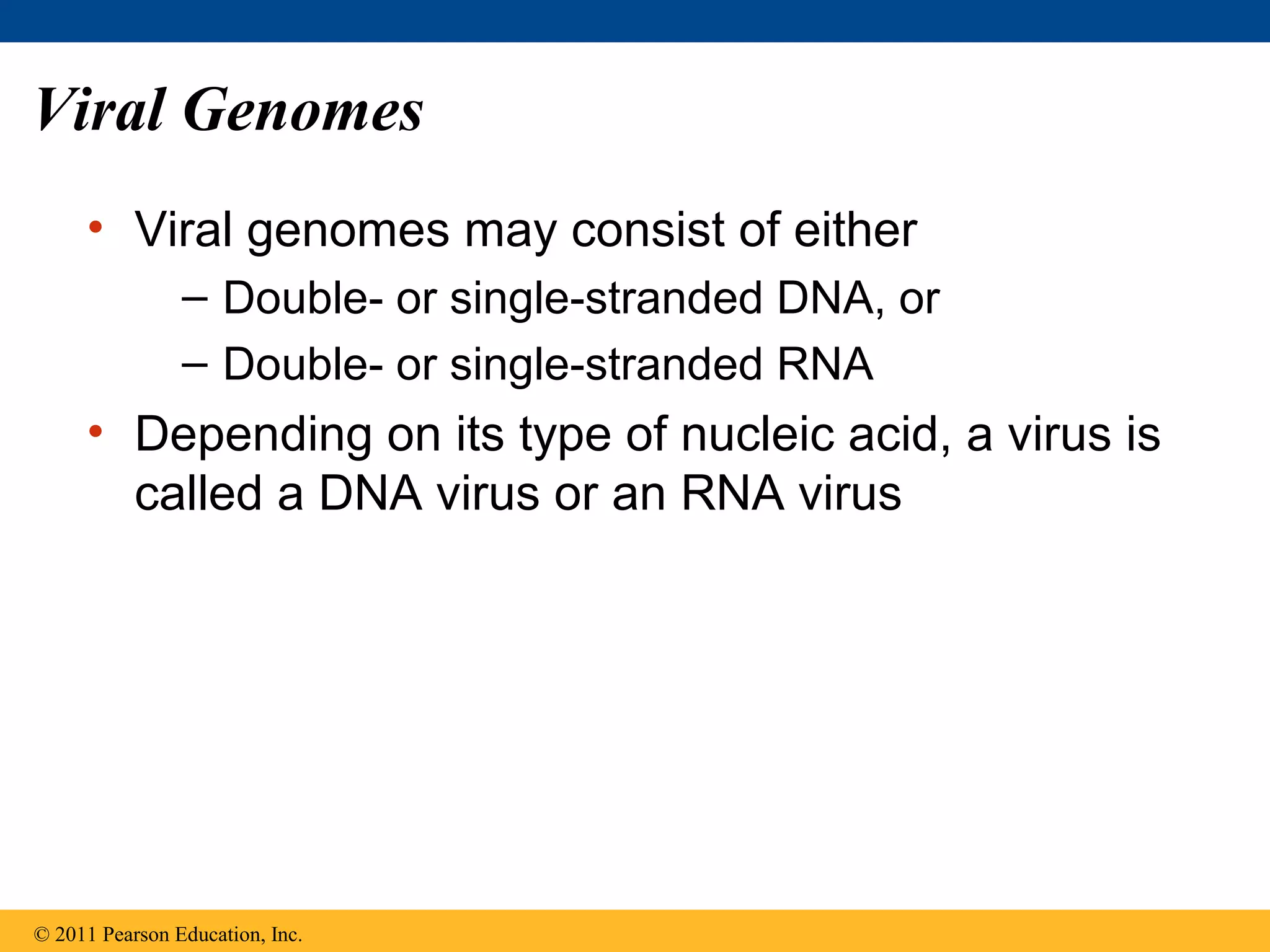 Viral Genomes
• Viral genomes may consist of either
– Double- or single-stranded DNA, or
– Double- or single-stranded RNA
• Depending on its type of nucleic acid, a virus is
called a DNA virus or an RNA virus
© 2011 Pearson Education, Inc.
 