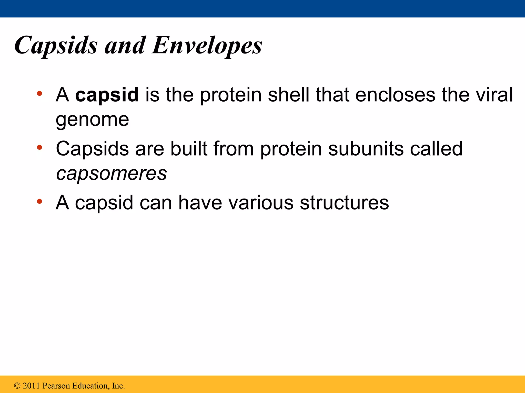 Capsids and Envelopes
• A capsid is the protein shell that encloses the viral
genome
• Capsids are built from protein subunits called
capsomeres
• A capsid can have various structures
© 2011 Pearson Education, Inc.
 