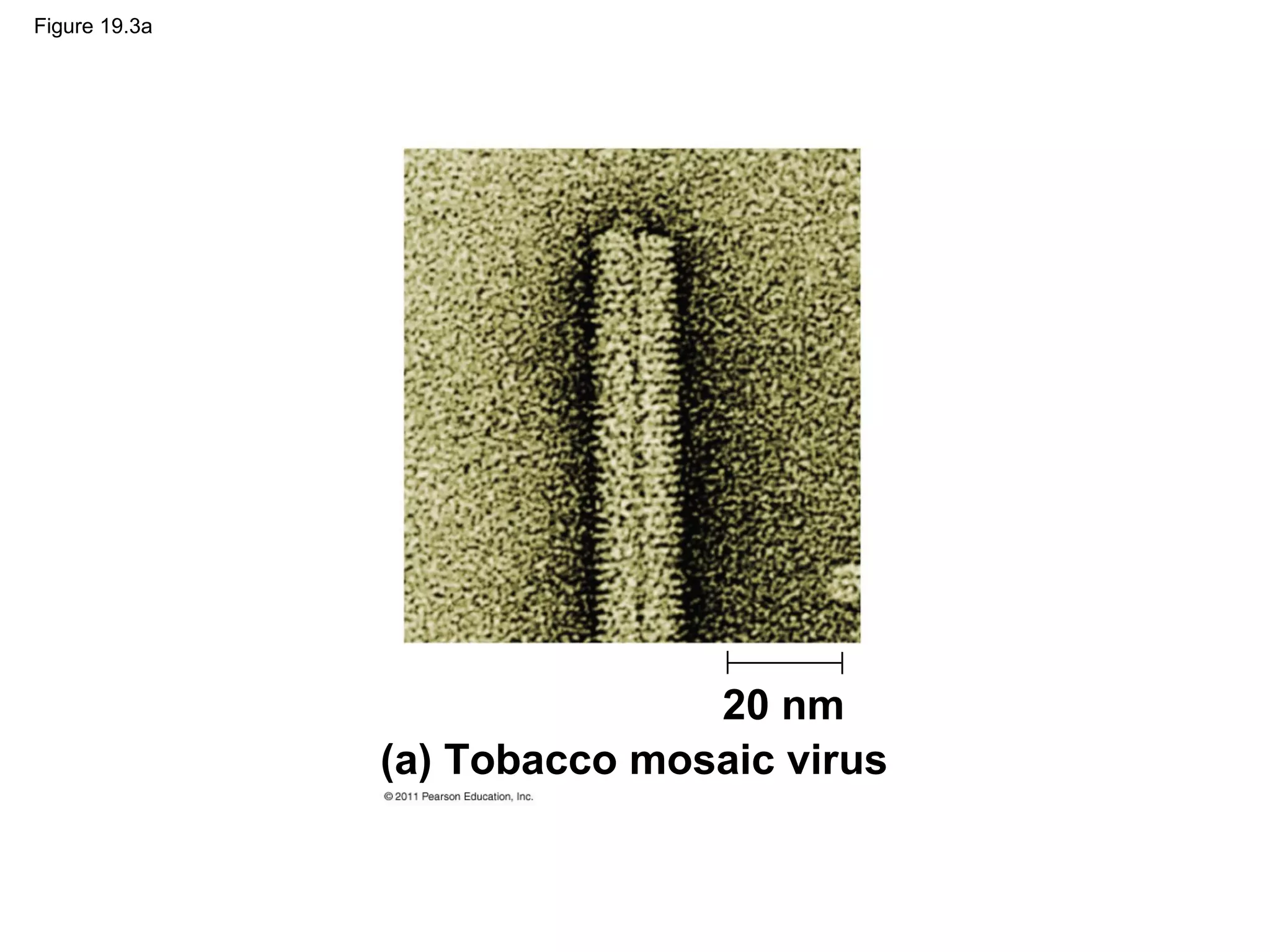Figure 19.3a
20 nm
(a) Tobacco mosaic virus
 