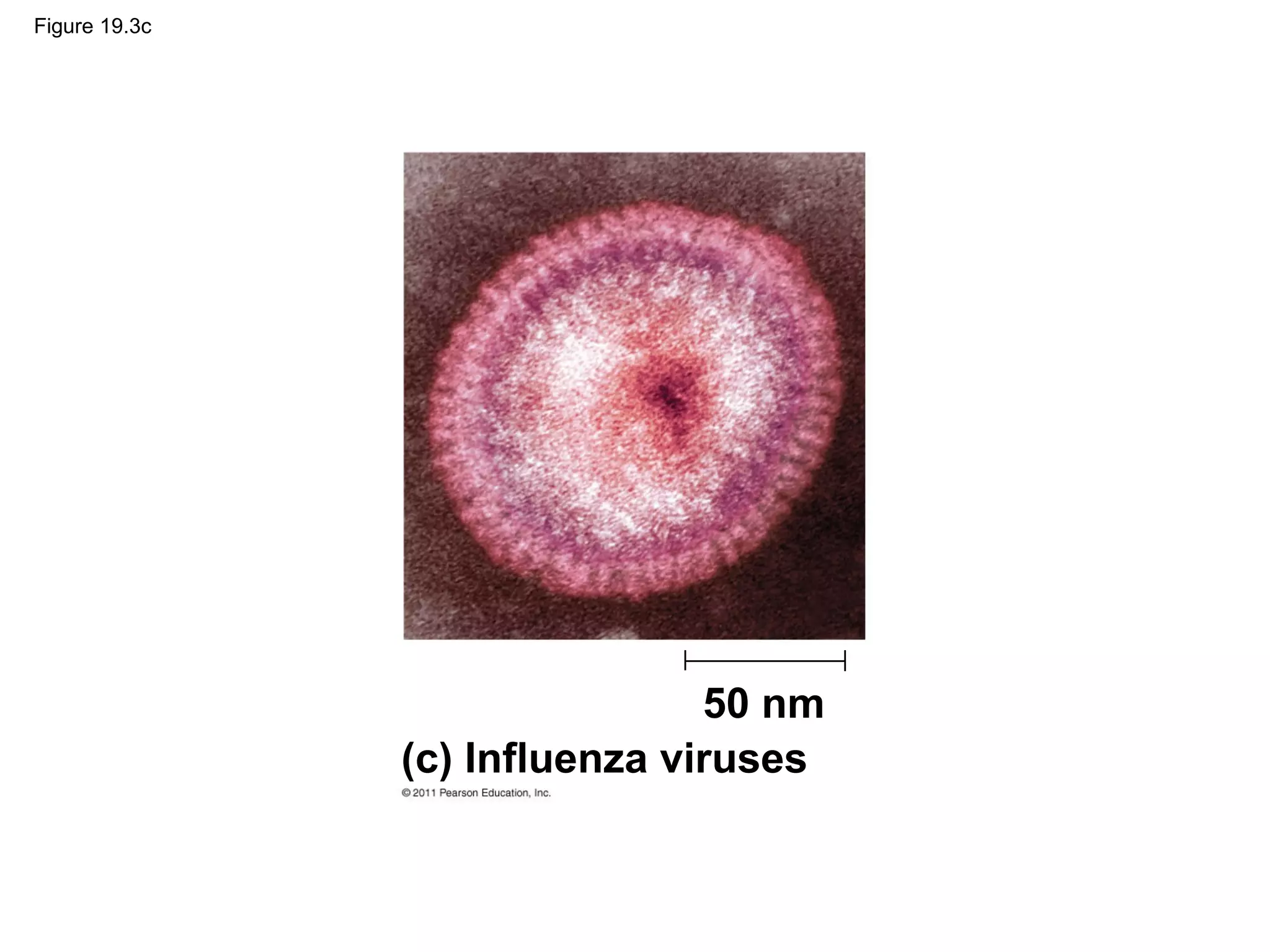 Figure 19.3c
50 nm
(c) Influenza viruses
 