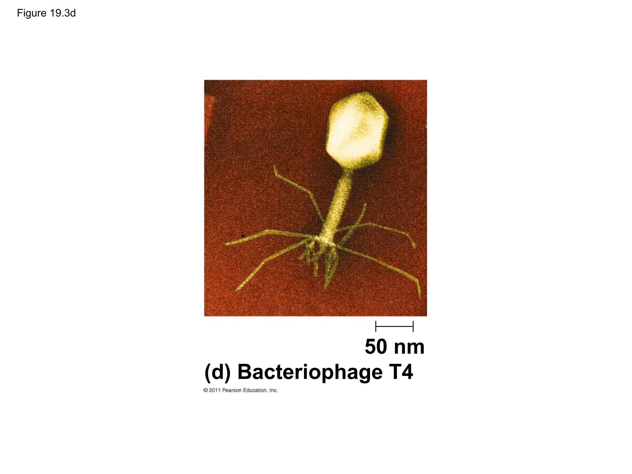 Figure 19.3d
50 nm
(d) Bacteriophage T4
 