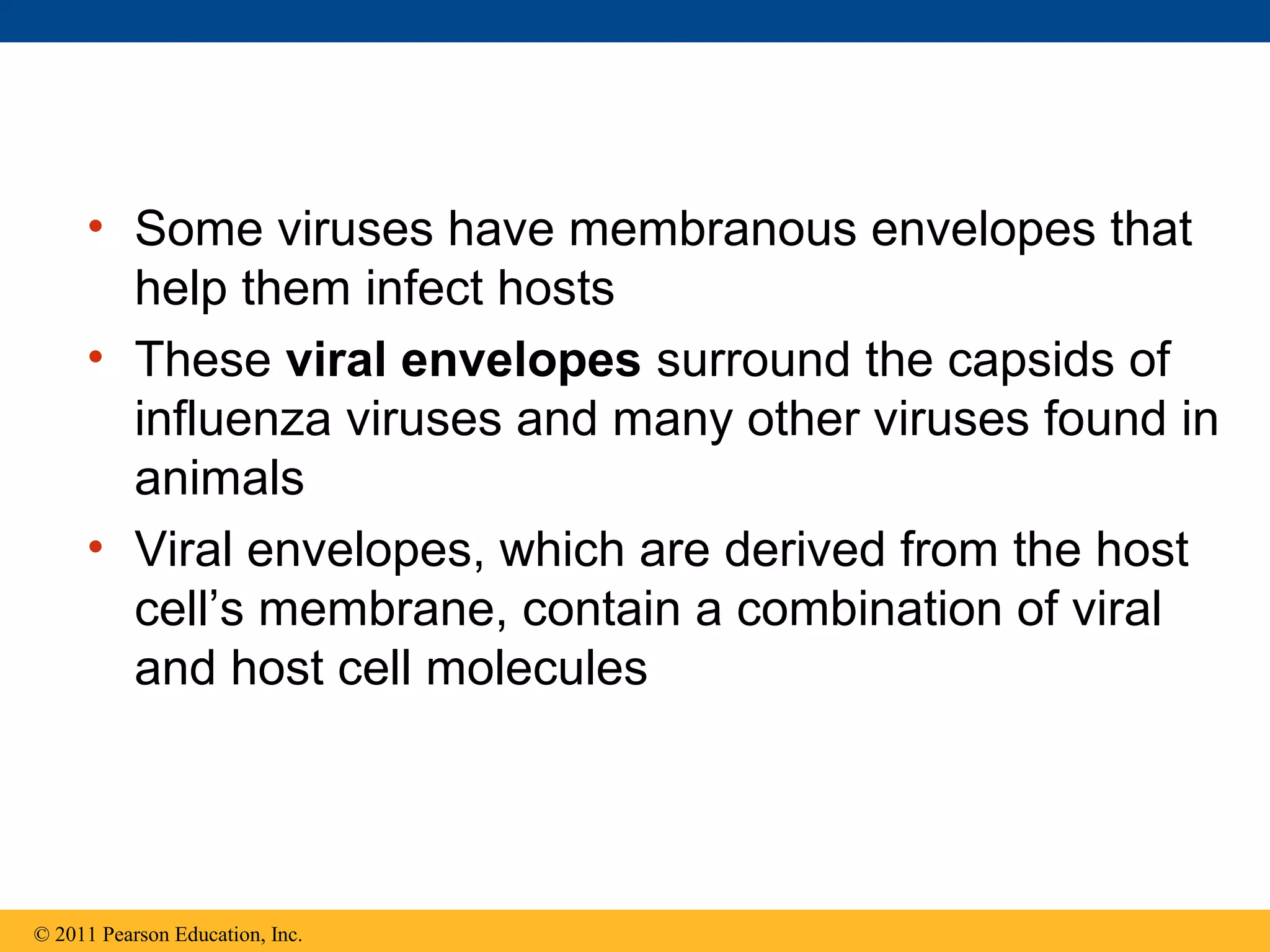 • Some viruses have membranous envelopes that
help them infect hosts
• These viral envelopes surround the capsids of
influenza viruses and many other viruses found in
animals
• Viral envelopes, which are derived from the host
cell’s membrane, contain a combination of viral
and host cell molecules
© 2011 Pearson Education, Inc.
 