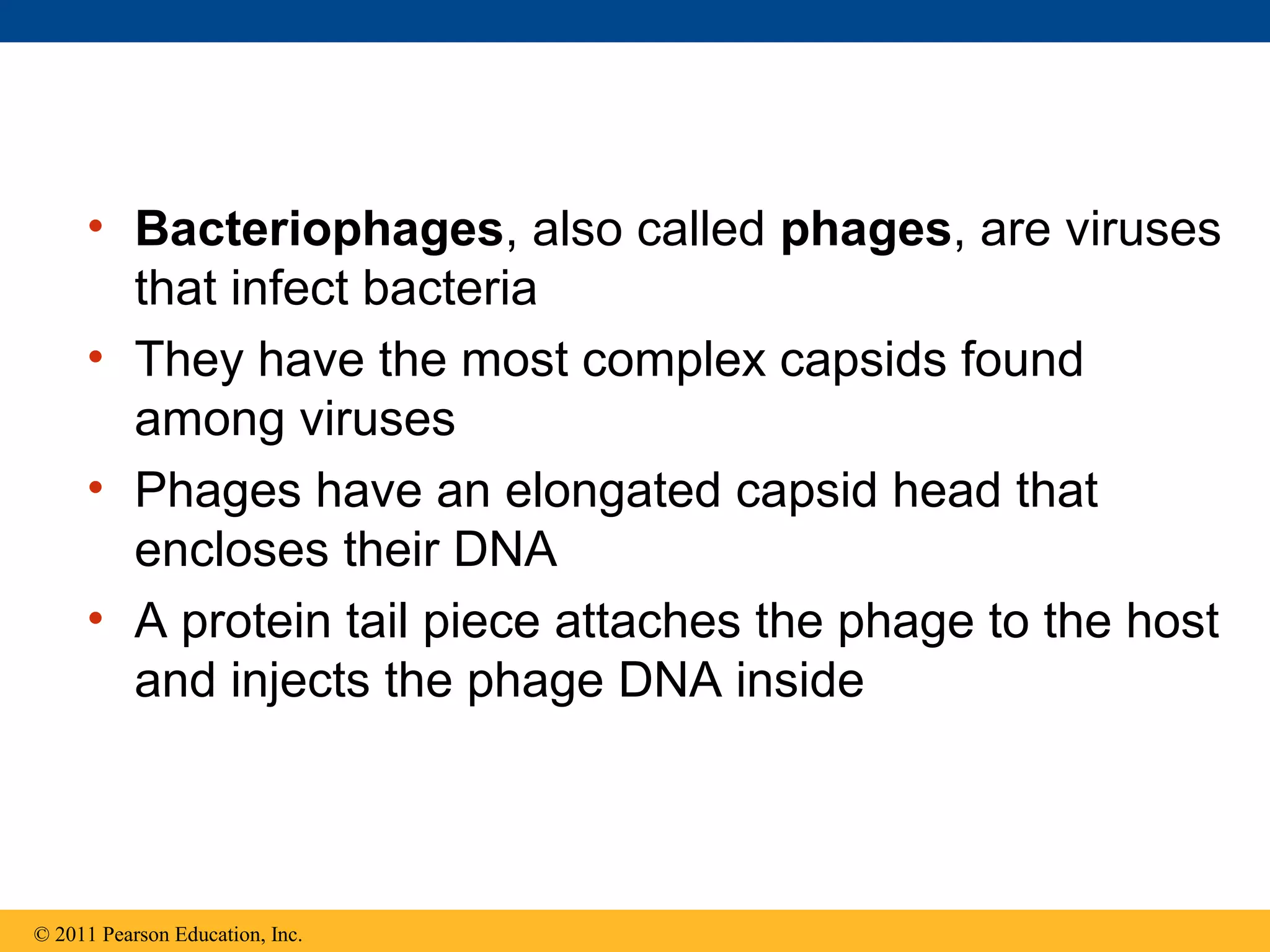 • Bacteriophages, also called phages, are viruses
that infect bacteria
• They have the most complex capsids found
among viruses
• Phages have an elongated capsid head that
encloses their DNA
• A protein tail piece attaches the phage to the host
and injects the phage DNA inside
© 2011 Pearson Education, Inc.
 