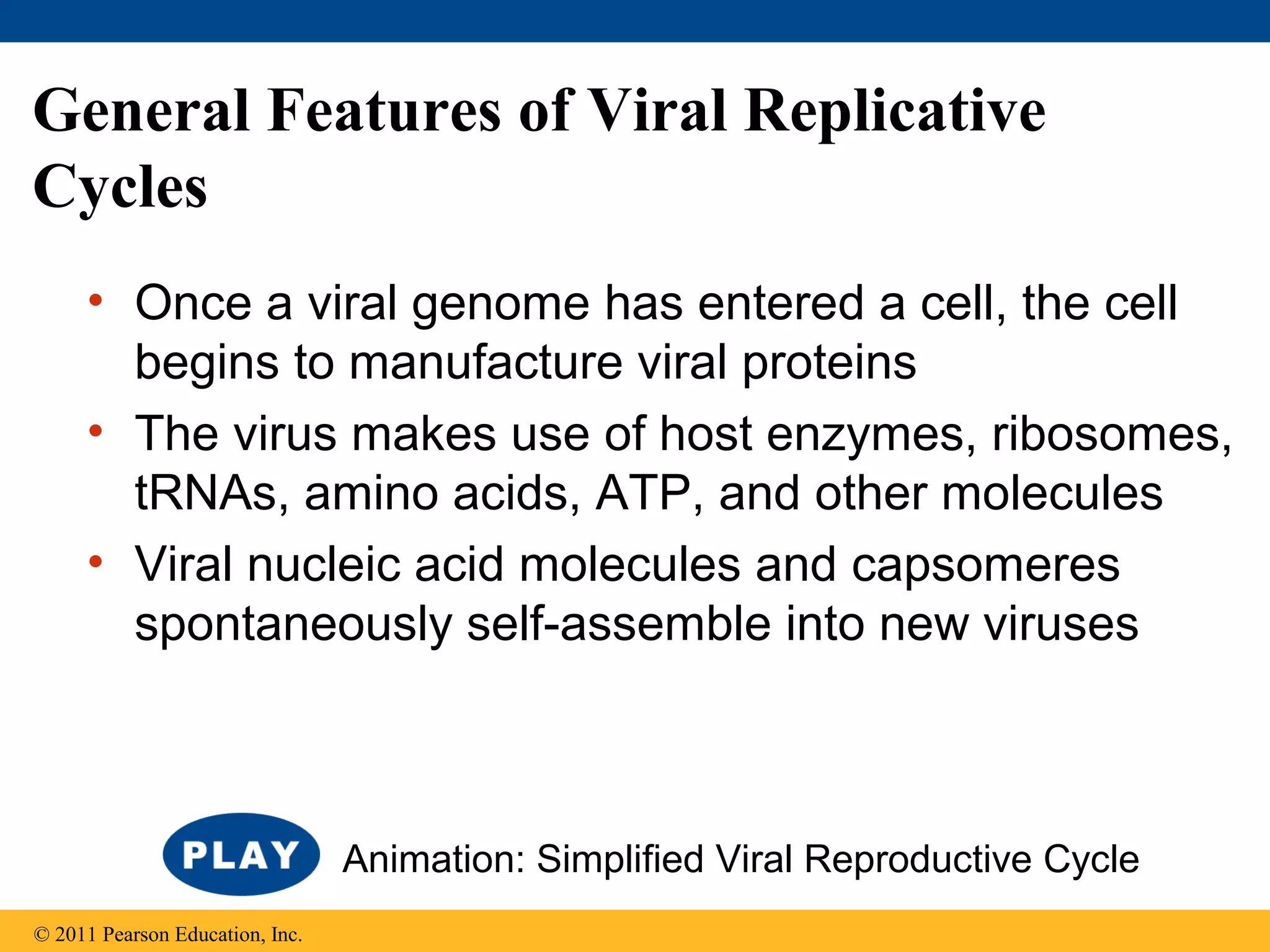 General Features of Viral Replicative
Cycles
• Once a viral genome has entered a cell, the cell
begins to manufacture viral proteins
• The virus makes use of host enzymes, ribosomes,
tRNAs, amino acids, ATP, and other molecules
• Viral nucleic acid molecules and capsomeres
spontaneously self-assemble into new viruses
© 2011 Pearson Education, Inc.
Animation: Simplified Viral Reproductive Cycle
 