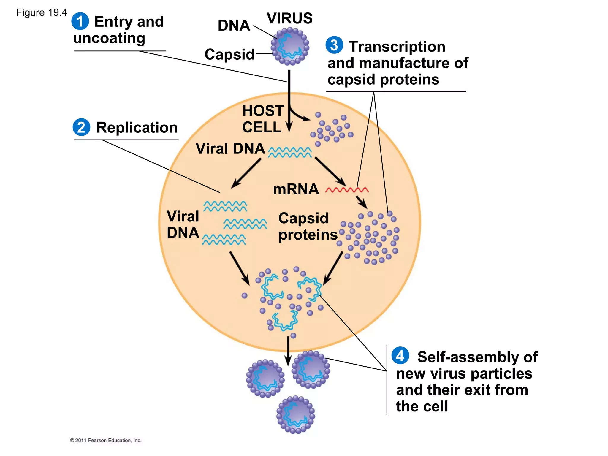 VIRUS
2
1
3
4
Entry and
uncoating
Replication
Transcription
and manufacture of
capsid proteins
Self-assembly of
new virus particles
and their exit from
the cell
DNA
Capsid
HOST
CELL
Viral DNA
Viral
DNA
mRNA
Capsid
proteins
Figure 19.4
 