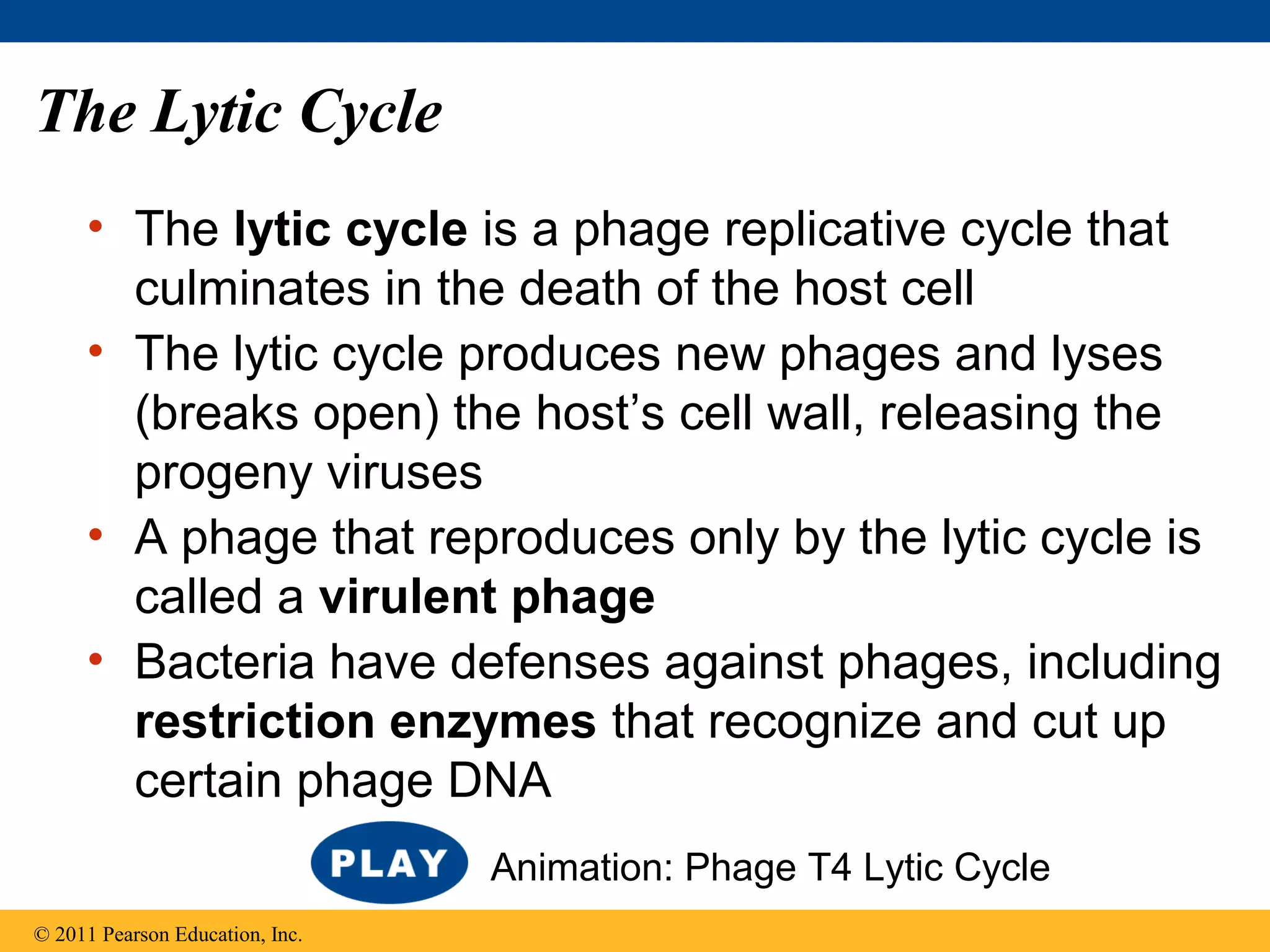 The Lytic Cycle
• The lytic cycle is a phage replicative cycle that
culminates in the death of the host cell
• The lytic cycle produces new phages and lyses
(breaks open) the host’s cell wall, releasing the
progeny viruses
• A phage that reproduces only by the lytic cycle is
called a virulent phage
• Bacteria have defenses against phages, including
restriction enzymes that recognize and cut up
certain phage DNA
© 2011 Pearson Education, Inc.
Animation: Phage T4 Lytic Cycle
 