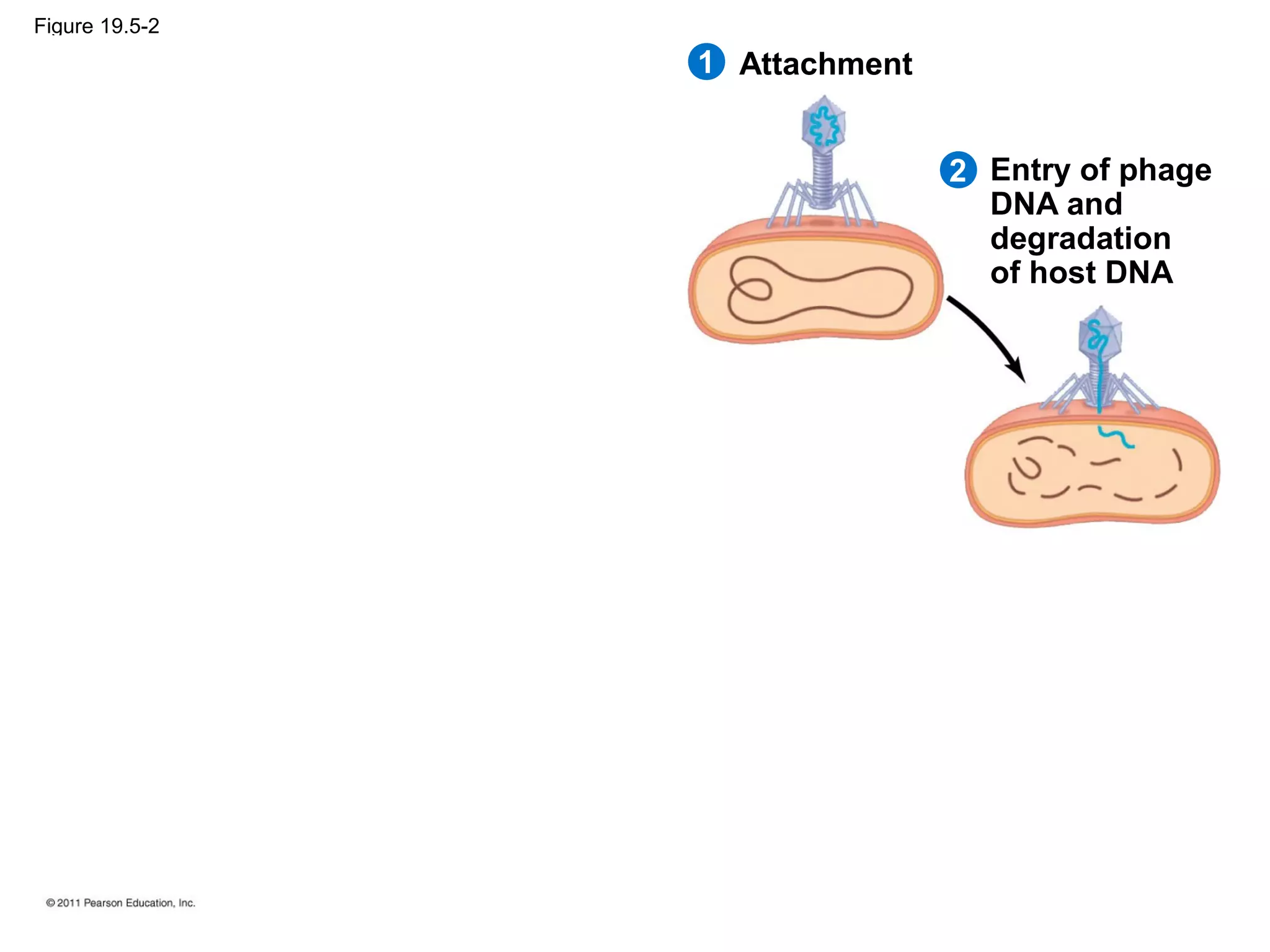 Figure 19.5-2
Attachment
2
1
Entry of phage
DNA and
degradation
of host DNA
 