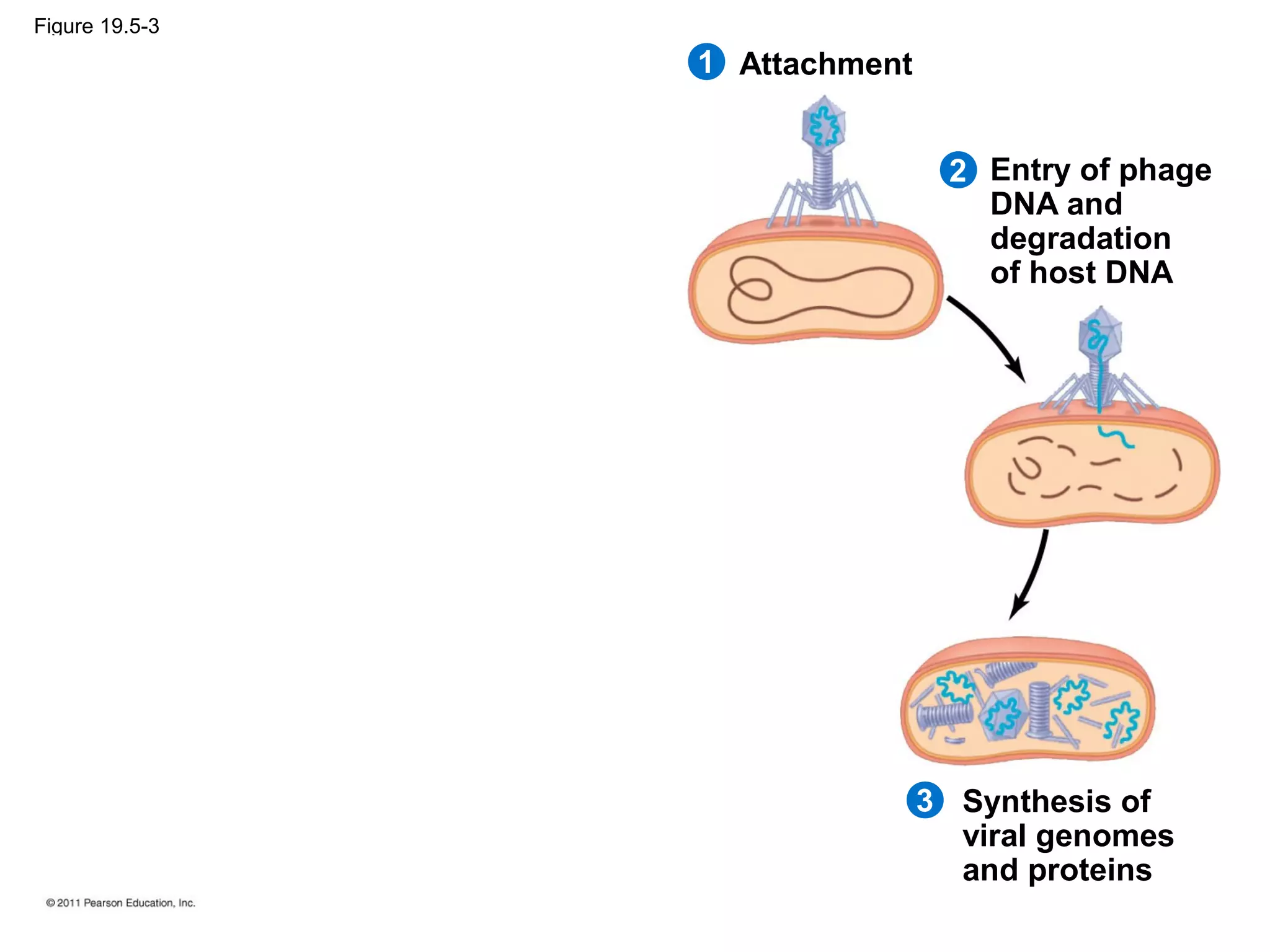 Figure 19.5-3
Attachment
2
1
3
Entry of phage
DNA and
degradation
of host DNA
Synthesis of
viral genomes
and proteins
 