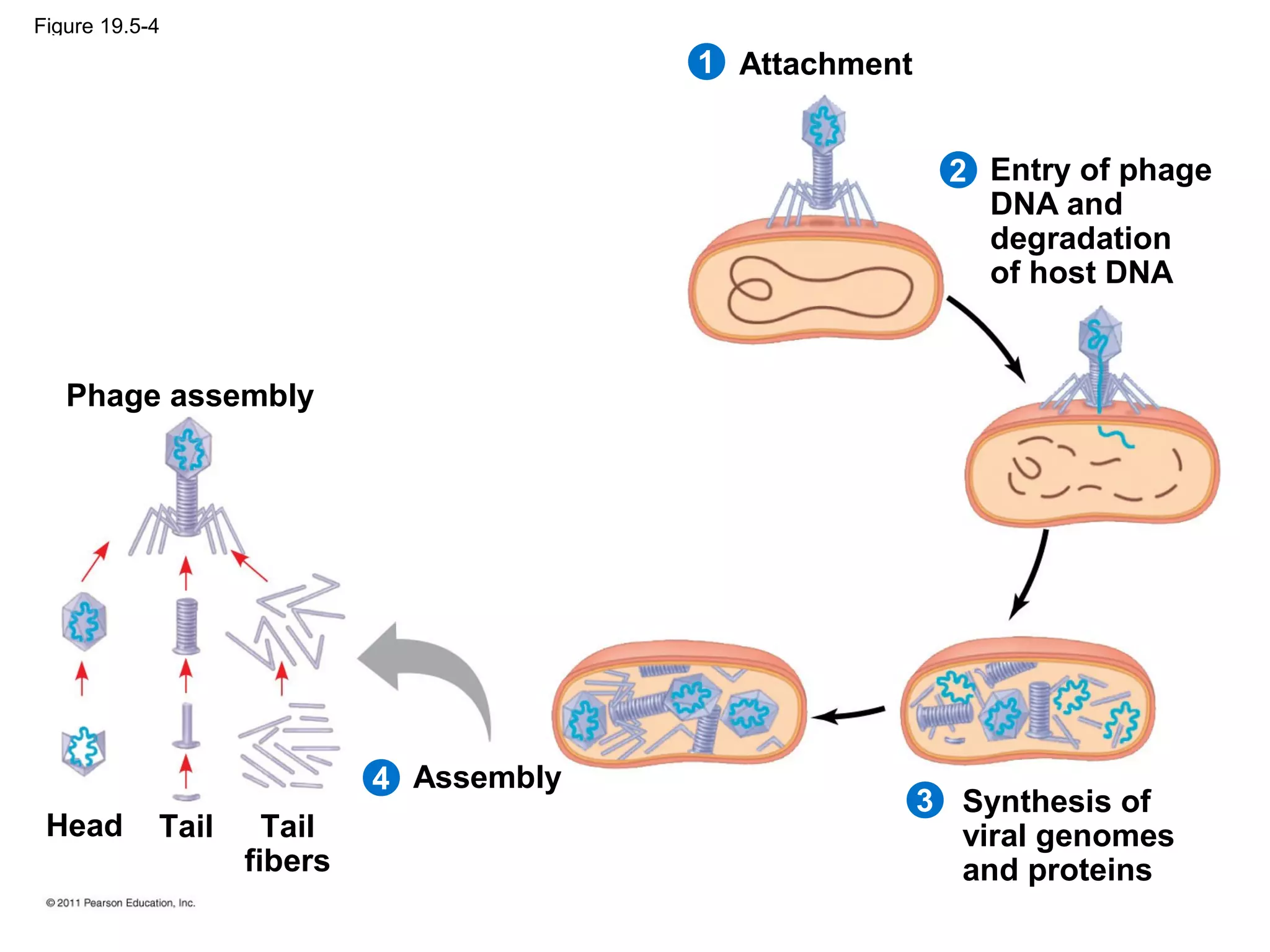 Figure 19.5-4
Attachment
2
1
4
3
Entry of phage
DNA and
degradation
of host DNA
Synthesis of
viral genomes
and proteins
Assembly
Phage assembly
Head Tail Tail
fibers
 