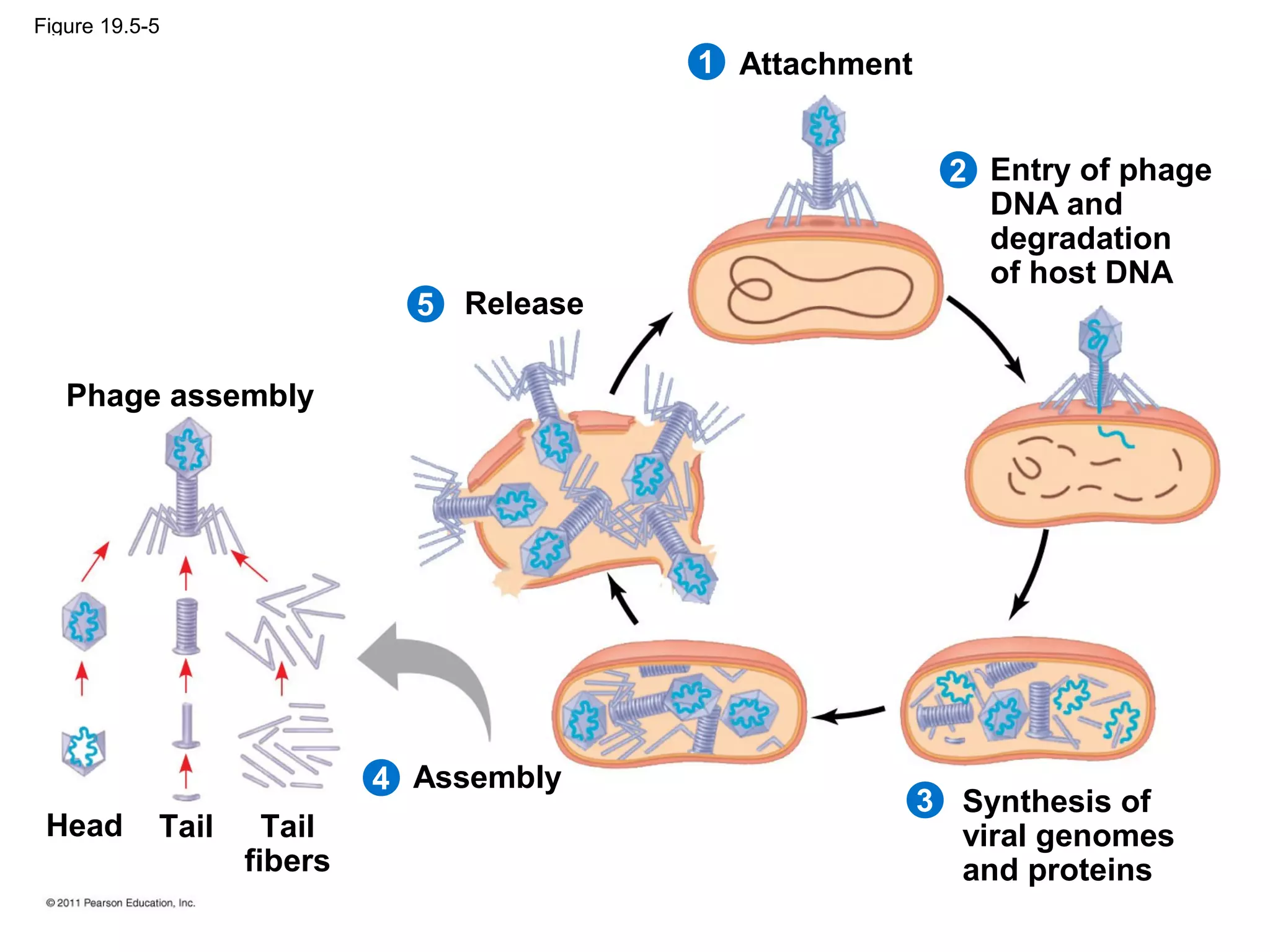 Figure 19.5-5
Attachment
2
1
5
4
3
Entry of phage
DNA and
degradation
of host DNA
Release
Synthesis of
viral genomes
and proteins
Assembly
Phage assembly
Head Tail Tail
fibers
 