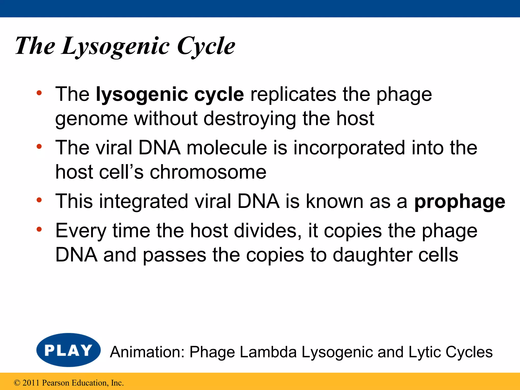 The Lysogenic Cycle
• The lysogenic cycle replicates the phage
genome without destroying the host
• The viral DNA molecule is incorporated into the
host cell’s chromosome
• This integrated viral DNA is known as a prophage
• Every time the host divides, it copies the phage
DNA and passes the copies to daughter cells
© 2011 Pearson Education, Inc.
Animation: Phage Lambda Lysogenic and Lytic Cycles
 