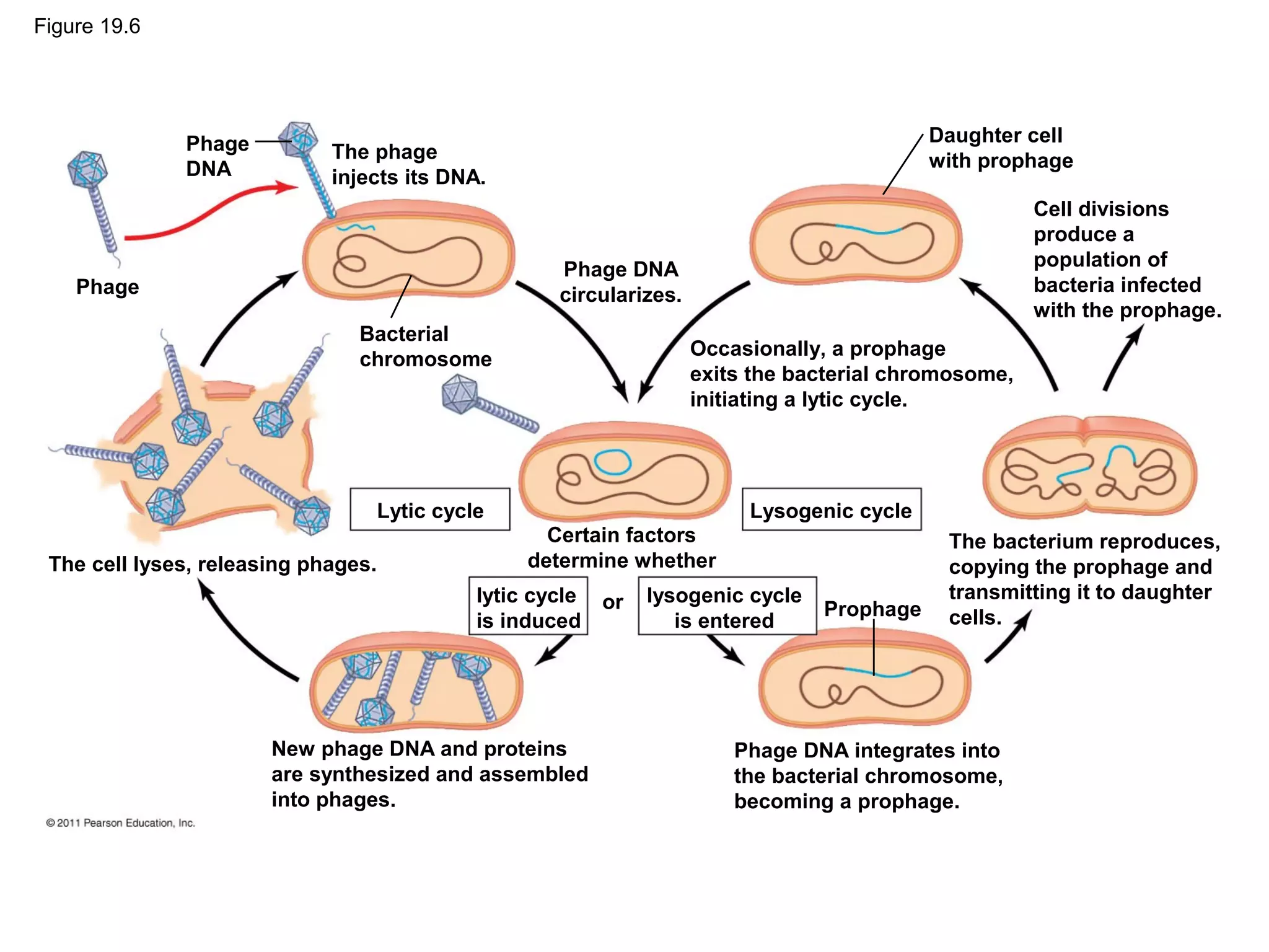 Figure 19.6
New phage DNA and proteins
are synthesized and assembled
into phages.
The cell lyses, releasing phages.
Phage
Phage
DNA
The phage
injects its DNA.
Bacterial
chromosome
Lytic cycle
lytic cycle
is induced
or
Phage DNA
circularizes.
Certain factors
determine whether
lysogenic cycle
is entered
Lysogenic cycle
Prophage
Daughter cell
with prophage
Occasionally, a prophage
exits the bacterial chromosome,
initiating a lytic cycle.
Cell divisions
produce a
population of
bacteria infected
with the prophage.
The bacterium reproduces,
copying the prophage and
transmitting it to daughter
cells.
Phage DNA integrates into
the bacterial chromosome,
becoming a prophage.
 