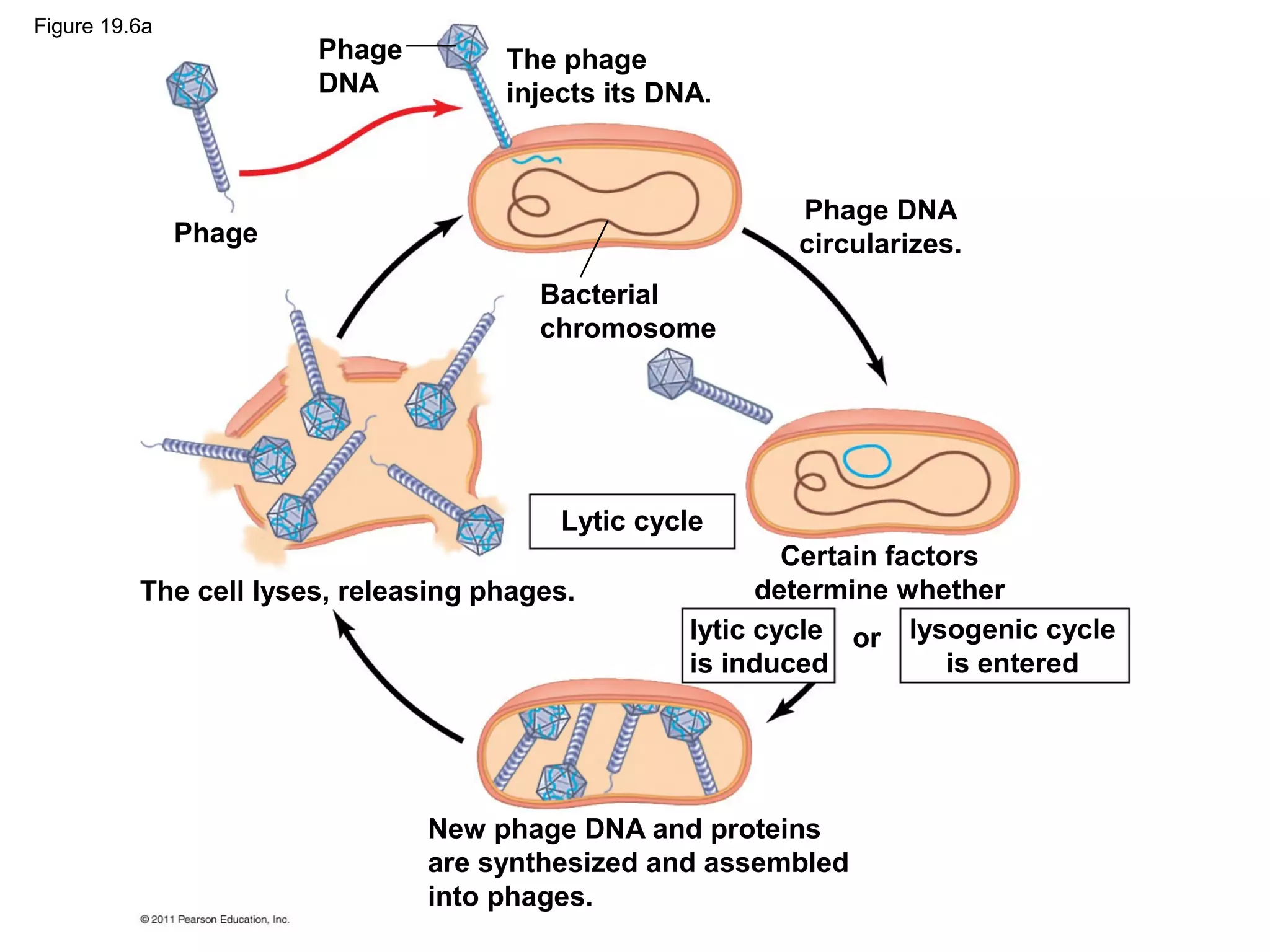 New phage DNA and proteins
are synthesized and assembled
into phages.
The cell lyses, releasing phages.
Phage
Phage
DNA
The phage
injects its DNA.
Bacterial
chromosome
Lytic cycle
lytic cycle
is induced
or
Phage DNA
circularizes.
Certain factors
determine whether
lysogenic cycle
is entered
Figure 19.6a
 