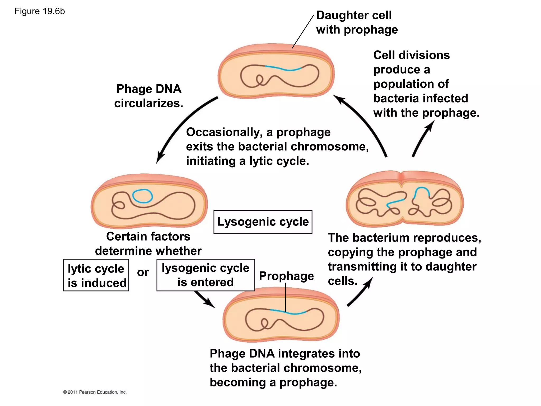 lytic cycle
is induced
or
Phage DNA
circularizes.
Certain factors
determine whether
lysogenic cycle
is entered
Lysogenic cycle
Prophage
Daughter cell
with prophage
Occasionally, a prophage
exits the bacterial chromosome,
initiating a lytic cycle.
Cell divisions
produce a
population of
bacteria infected
with the prophage.
The bacterium reproduces,
copying the prophage and
transmitting it to daughter
cells.
Phage DNA integrates into
the bacterial chromosome,
becoming a prophage.
Figure 19.6b
 