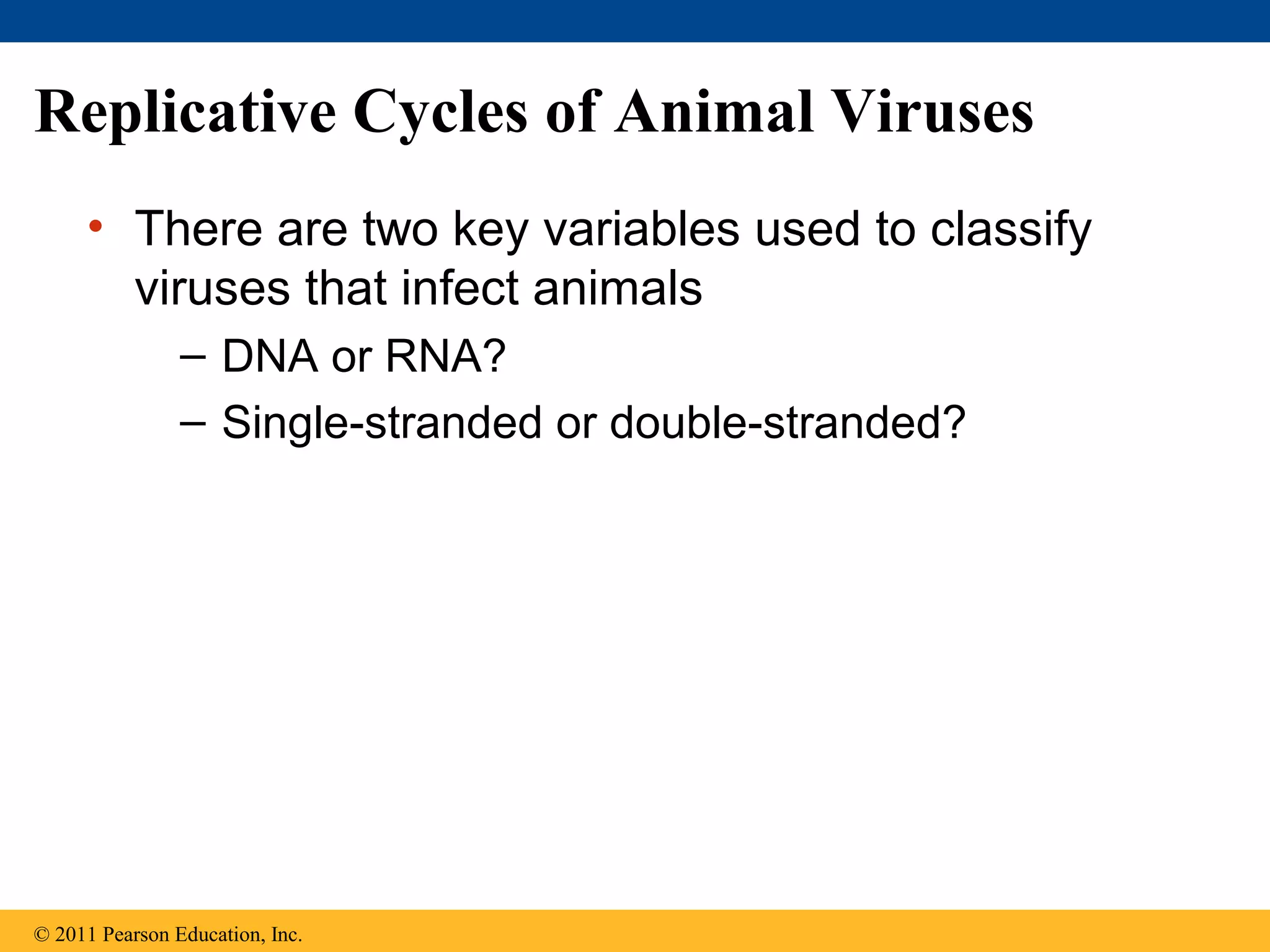 Replicative Cycles of Animal Viruses
• There are two key variables used to classify
viruses that infect animals
– DNA or RNA?
– Single-stranded or double-stranded?
© 2011 Pearson Education, Inc.
 