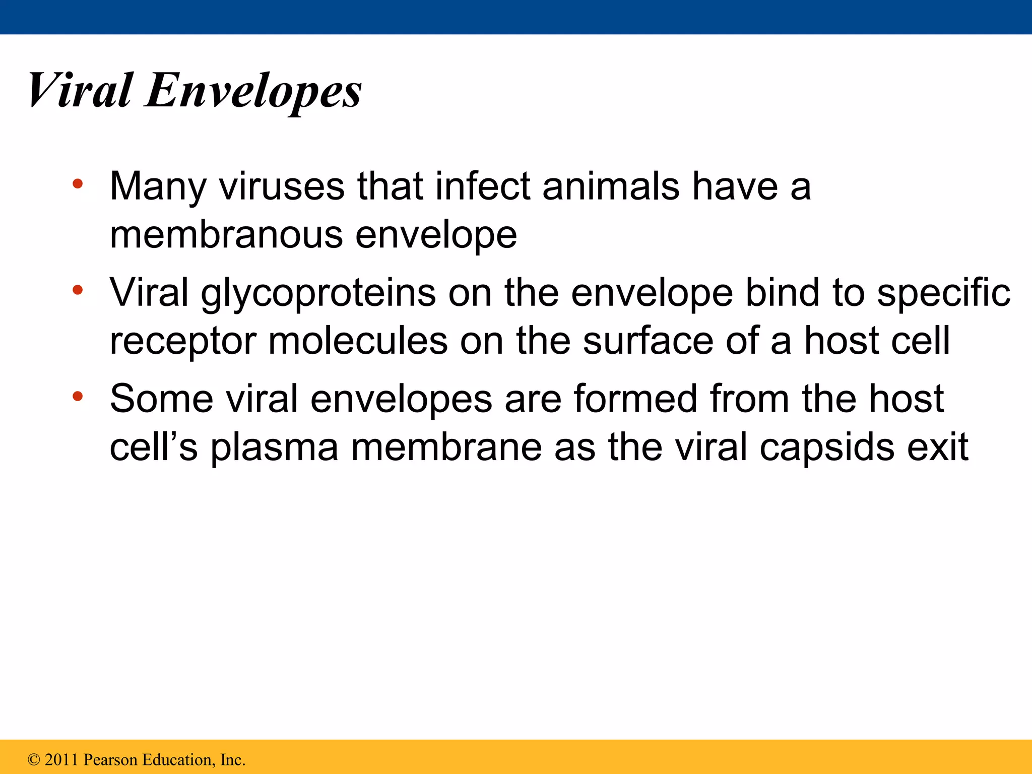 Viral Envelopes
• Many viruses that infect animals have a
membranous envelope
• Viral glycoproteins on the envelope bind to specific
receptor molecules on the surface of a host cell
• Some viral envelopes are formed from the host
cell’s plasma membrane as the viral capsids exit
© 2011 Pearson Education, Inc.
 