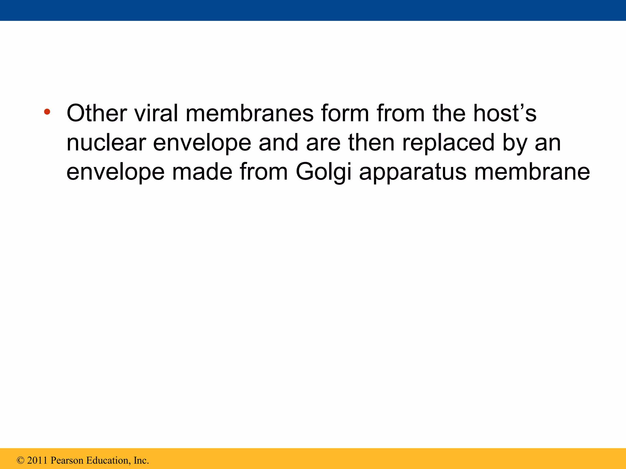 • Other viral membranes form from the host’s
nuclear envelope and are then replaced by an
envelope made from Golgi apparatus membrane
© 2011 Pearson Education, Inc.
 