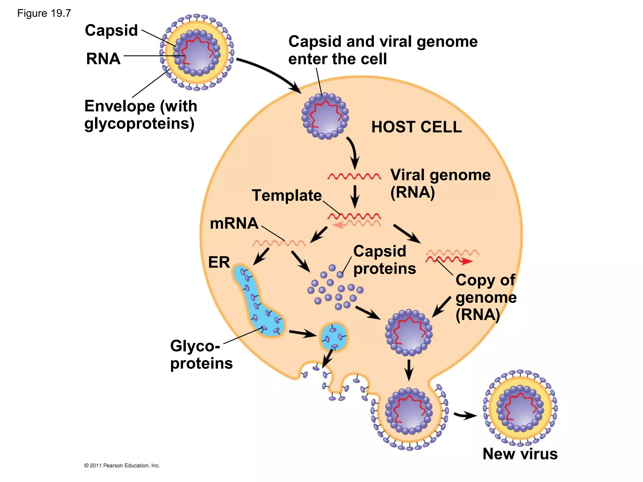 Figure 19.7
Capsid
RNA
Envelope (with
glycoproteins)
Capsid and viral genome
enter the cell
HOST CELL
Viral genome
(RNA)Template
mRNA
ER
Capsid
proteins
Copy of
genome
(RNA)
New virus
Glyco-
proteins
 