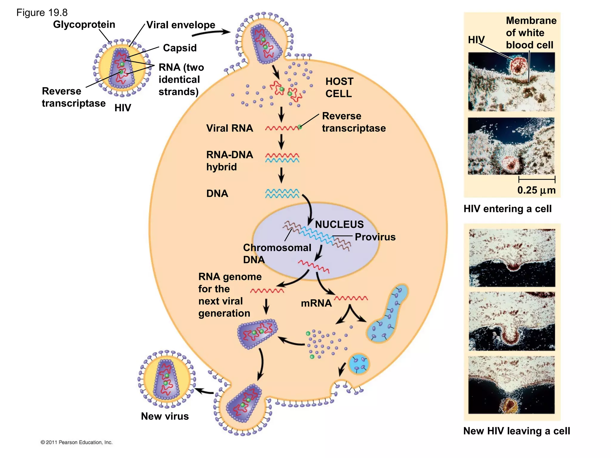 Glycoprotein
Reverse
transcriptase HIV
Viral envelope
Capsid
RNA (two
identical
strands)
HOST
CELL
Viral RNA
Reverse
transcriptase
RNA-DNA
hybrid
DNA
NUCLEUS
Provirus
Chromosomal
DNA
RNA genome
for the
next viral
generation
mRNA
New virus
HIV
Membrane
of white
blood cell
0.25 µm
HIV entering a cell
New HIV leaving a cell
Figure 19.8
 